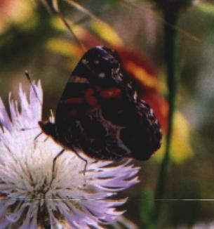 black/red/white butterfly on basketflower
