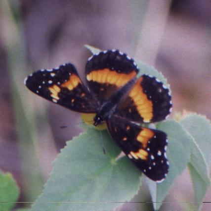 black/orange butterfly