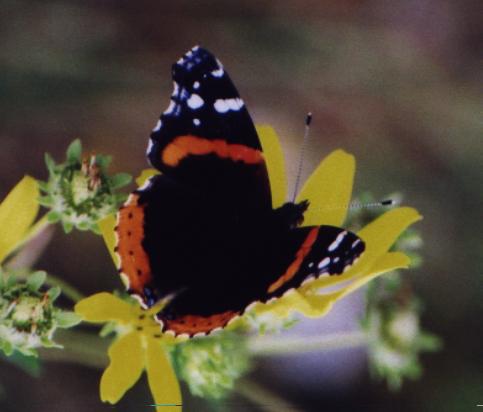 black w/ orange stripes, white spots