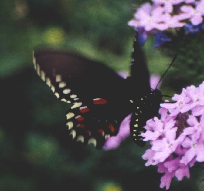 black butterfly in motion