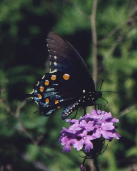 black butterfly, side view