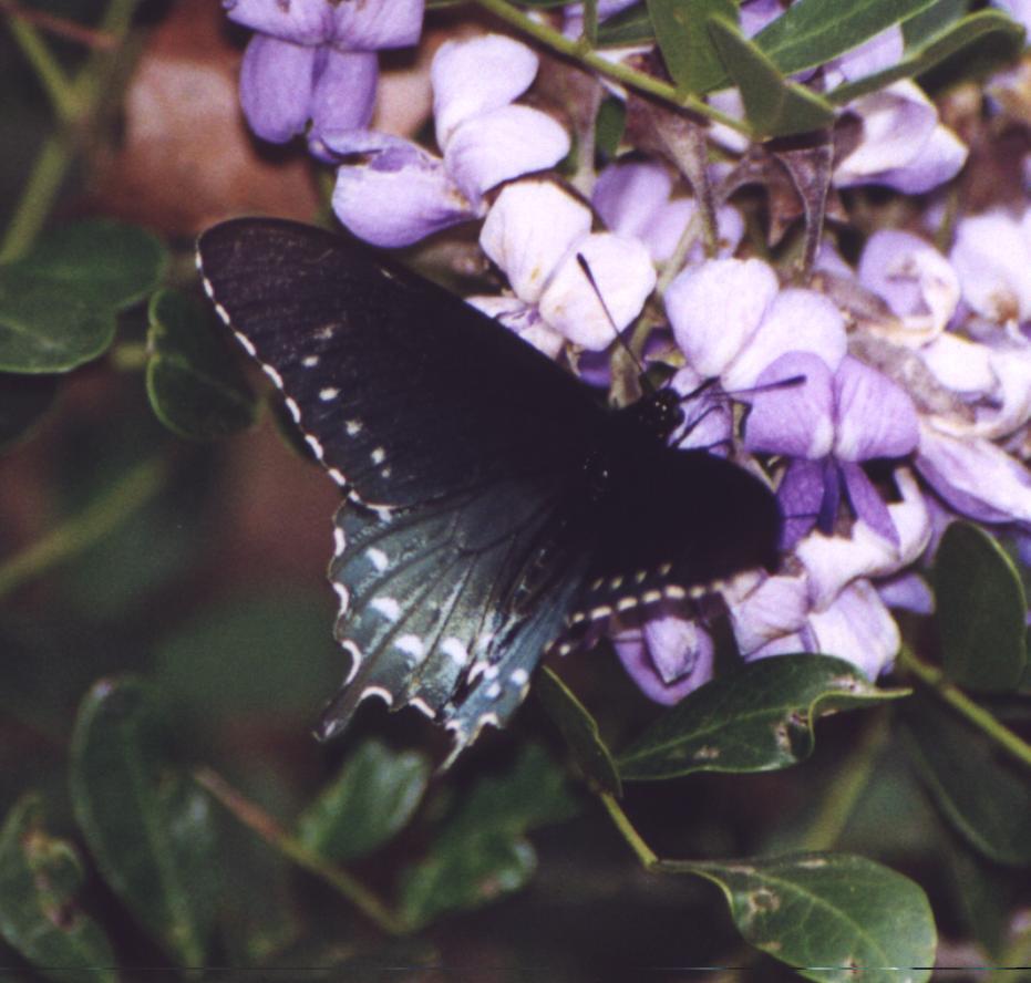 black butterfly