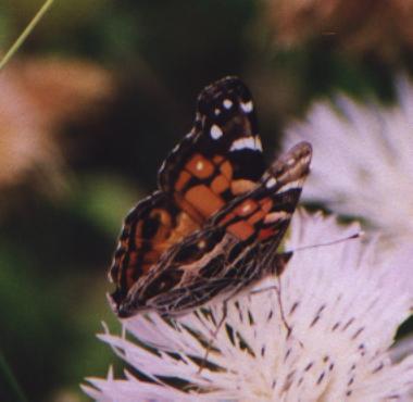 mottled orange/black/white butterfly