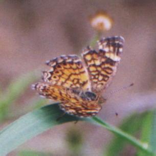 brown spotted butterfly