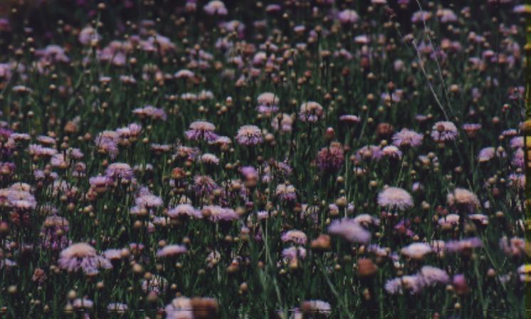 basketflowers