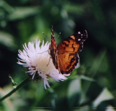 orange butterfly on basketflower