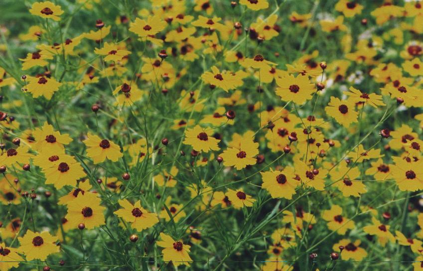 group of coreopsis