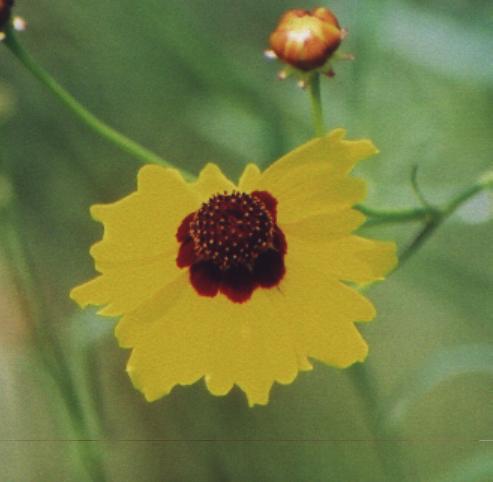 closeup of one flower