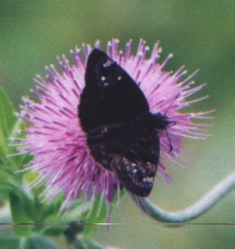 dark butterfly on thistle
