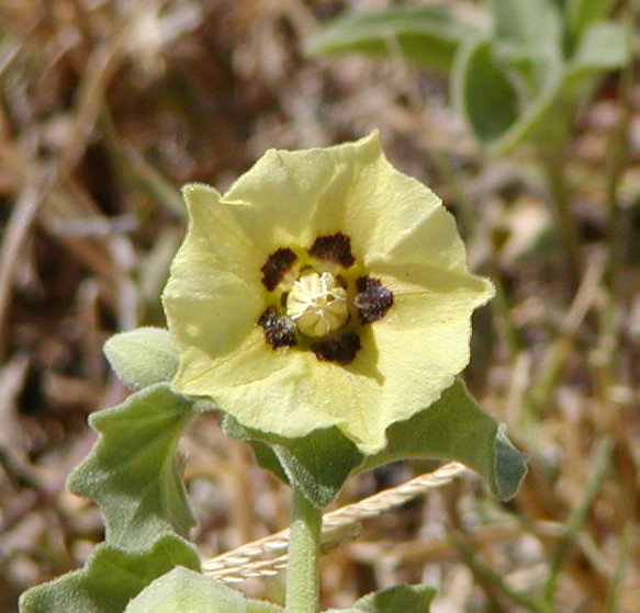 pale yellow flower