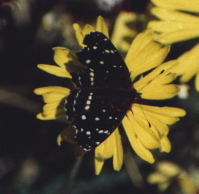 dark spotted butterfly