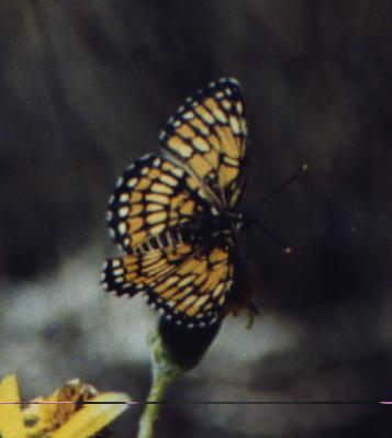orange spotted butterfly
