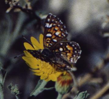 orange/black/white speckled butterfly