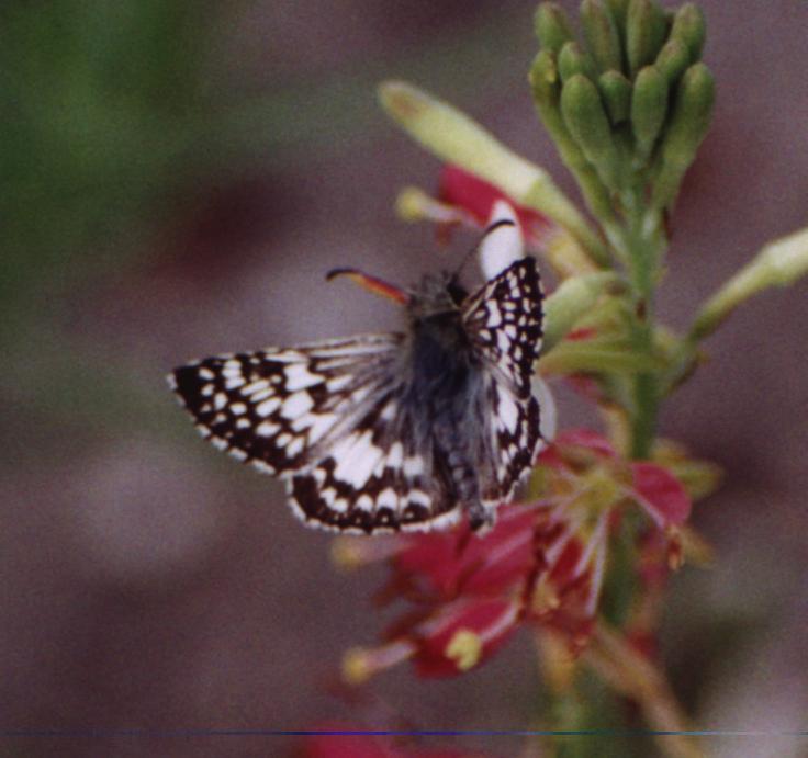 gray speckled butterfly