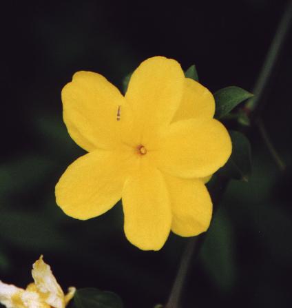 lantana flower