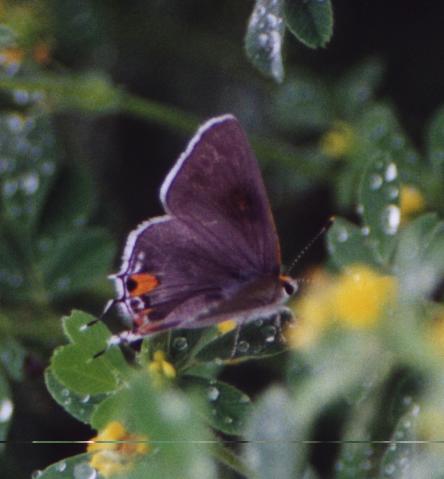 little gray butterfly