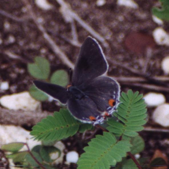 little gray butterfly