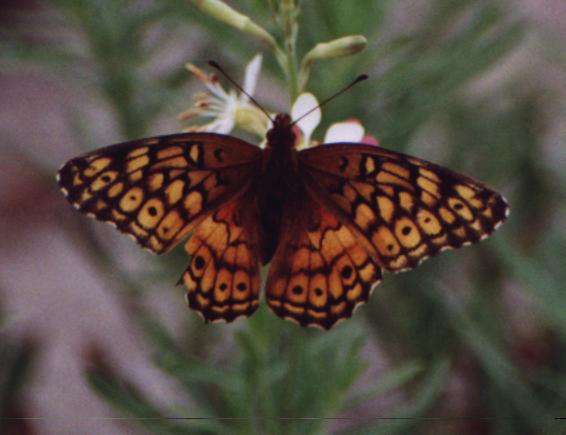 orange spotted butterfly