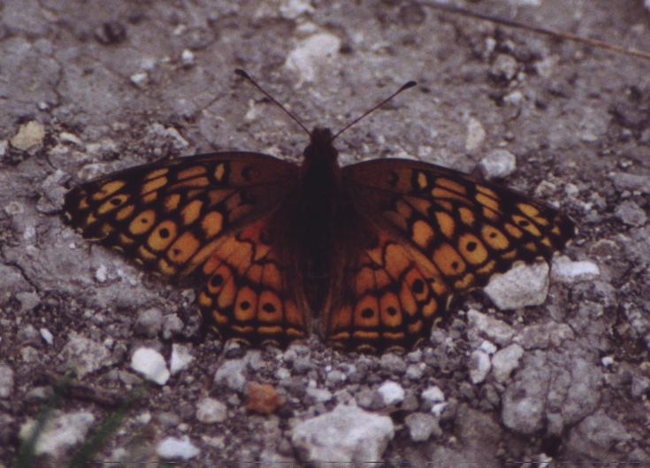 orange spotted butterfly