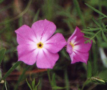 pink star-shaped flower