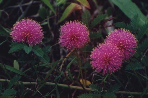pink powderpuff flowers