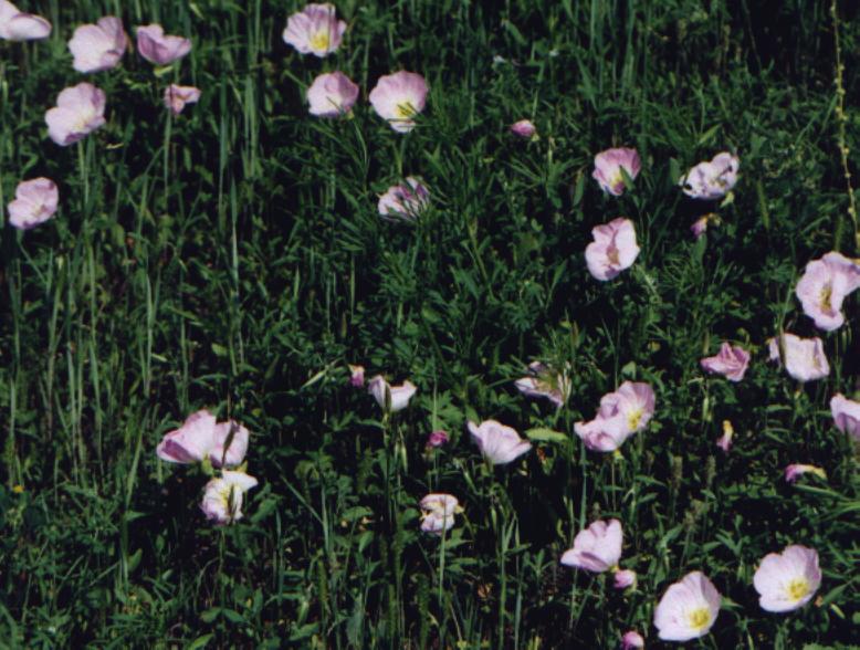 group of primroses