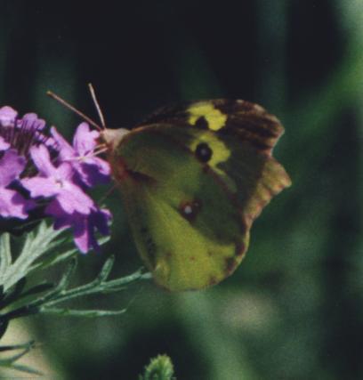 pale yellow butterfly