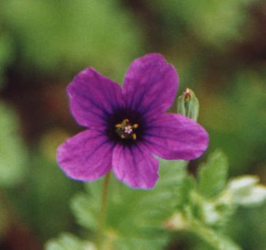 primitive looking purple flower