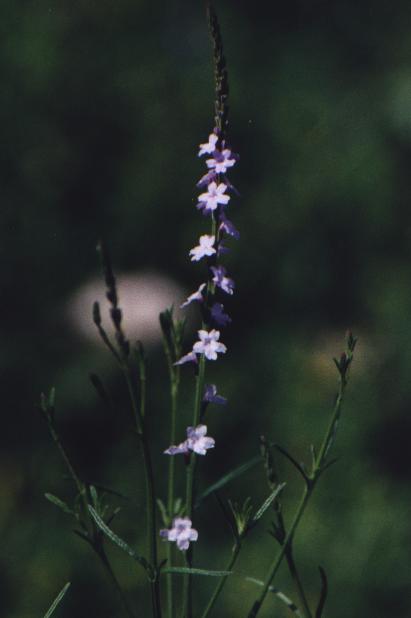 tiny lavender flowers on tall stalk