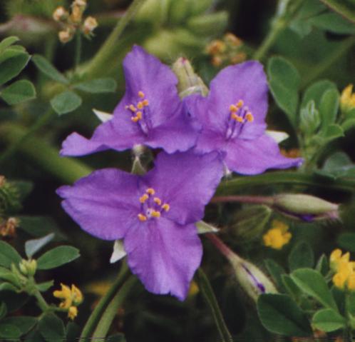 purple triangular-shaped flower