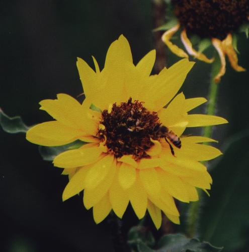sunflower w/ approaching bee