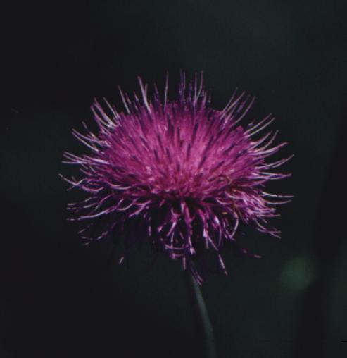 another thistle