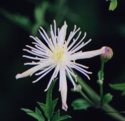 closeup of individual flower