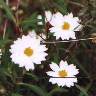 white daisy-like flower