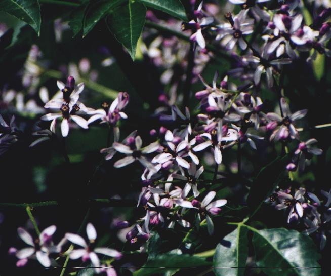 white & purple tree flowers