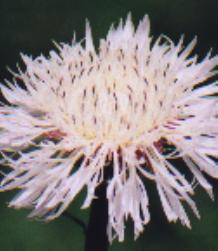 white bastketflowers