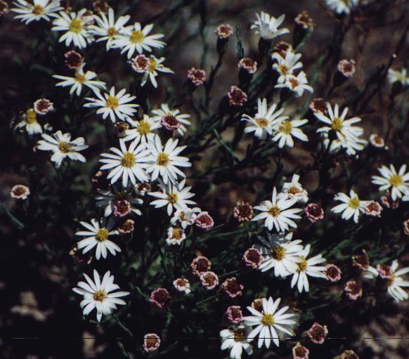 white daisy-like group