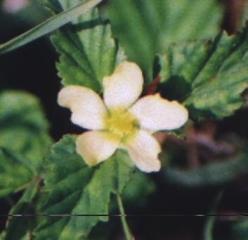 small yellow ground flower