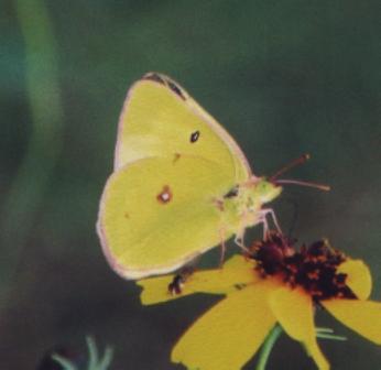 yellow buttefly