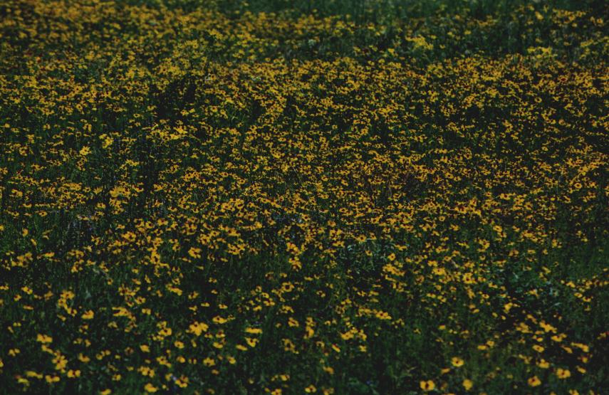 yellow field