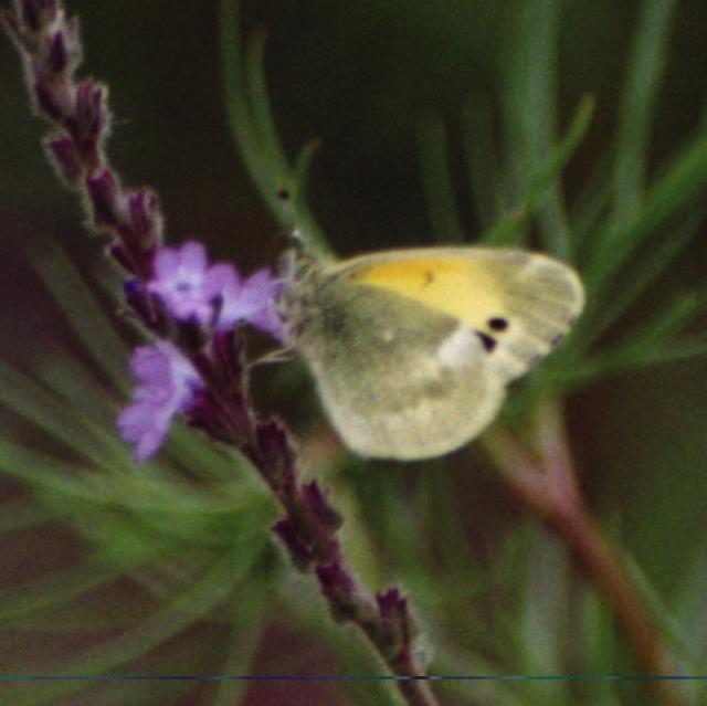 little yellow butterfly