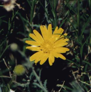 yellow daisy-like flower