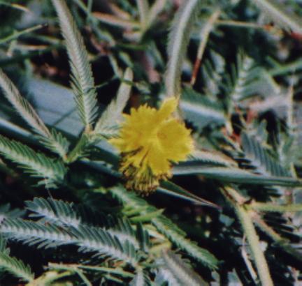 yellow fuzzy flower