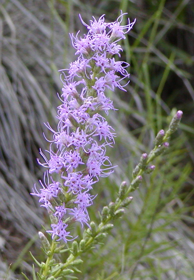 blazing star