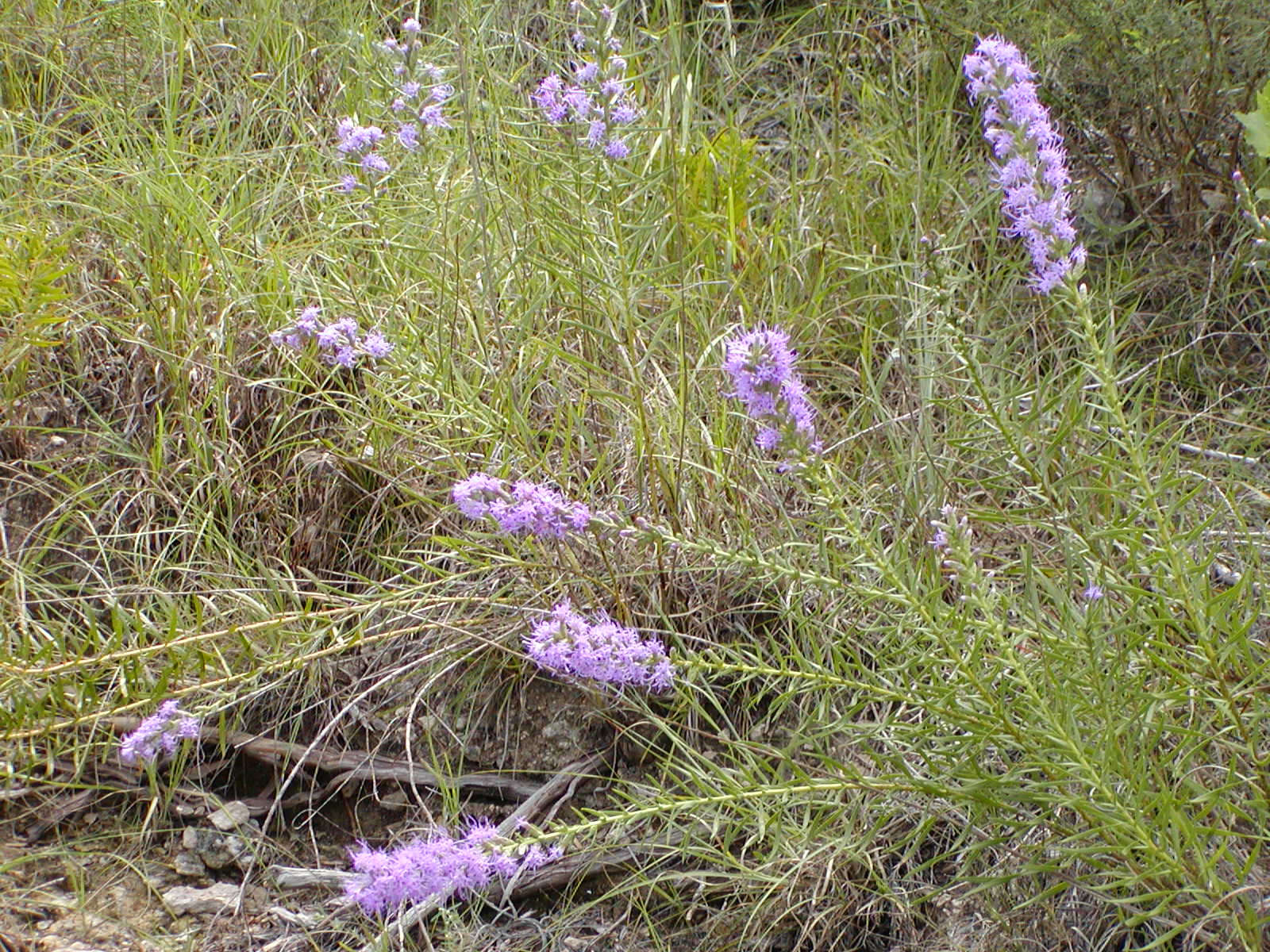 group view