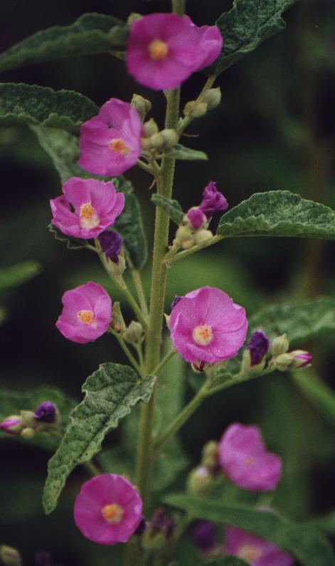 pink flowers